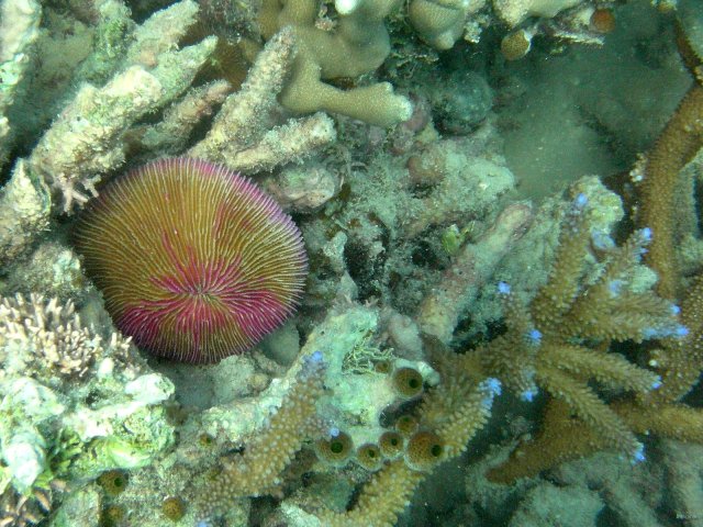 05- Corail Fungia 